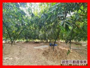 誠昱/戀戀沙崙綠竹筍農.